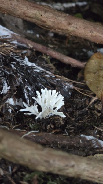 民都有山，夏日首選，好涼爽的中級山，新竹熱門登山景點，時而陽光穿林，時而濃霧彌漫，非常迷人。2827254