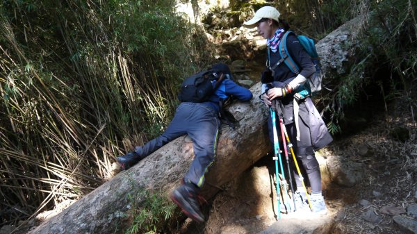 池有山單攻登山健行趣(百岳52)1515289