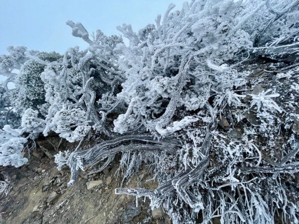 絕美銀白世界 玉山降下今年冬天「初雪」1235922