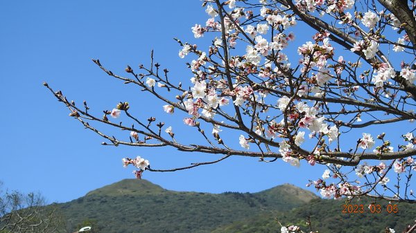 雲山水花鳥蝶 - 天龍國阿伯的日常 3/52053149