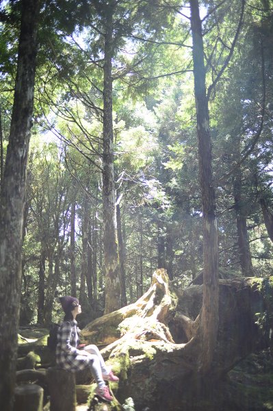 太平山鐵杉林步道~~不能忘懷的森林寶庫2382659