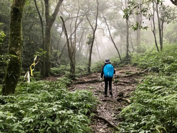 雨後泥灘路上美鹿拔刀爾山460710