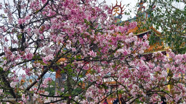 #天元宮 #吉野櫻 #頂湖小鎮 #紫藤 3/283024007