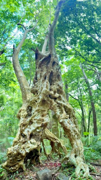 八五山古道賞九穹奇樹 尋鳥嘴下山（煤源山）2803346