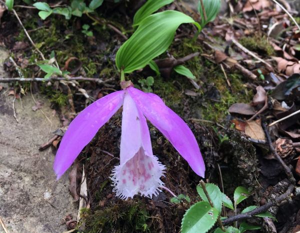 復活節四訪加里山，賞花莫採花