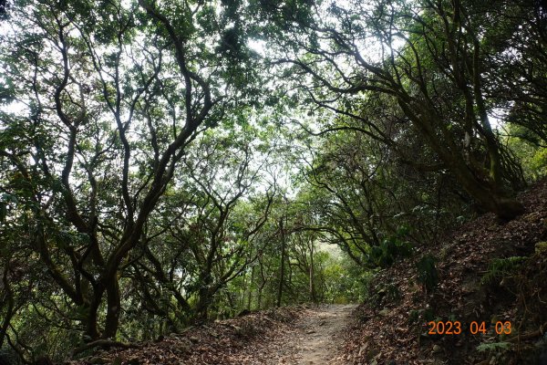 屏東 三地門 尾寮山2100619