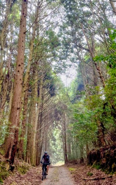 20251014雪見遊憩區 🚴‍♂️咖搭車走司馬限林道上東洗水山兩刷北坑山至大板根2916383