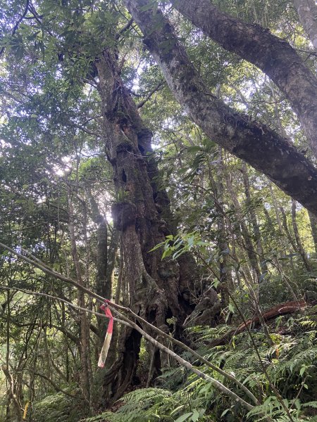 2025.6.28 煤源上李崠山經八五山 O型2824305