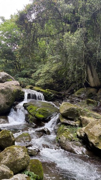 戲水（鴛鴦2786712