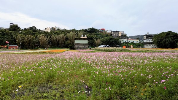 大溪花海的邀約2650395