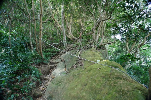 新竹 關西 蓬萊仙島山、石牛山、油井窩山、福大山2982389