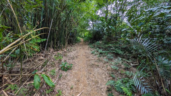 石笋古道,遇見雞母嶺2340701