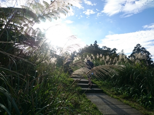 五分山賞芒花74458