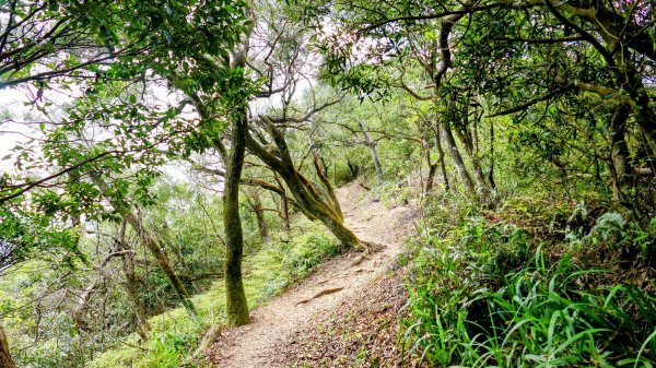 《蝶戀花。酸藤一生》2723365