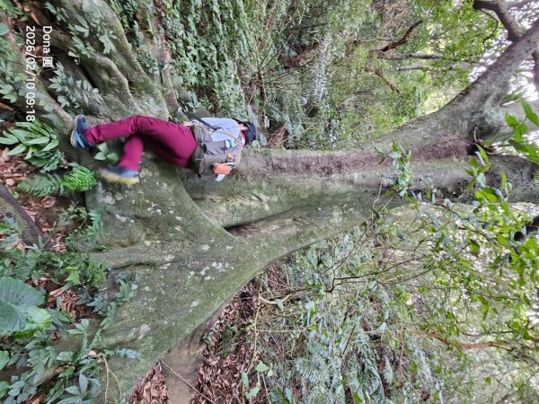 20260210南榮山.獅球嶺砲台群.劉銘傳隧道.天天鮮排骨飯2997134