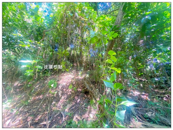 大坑10號、圖根點、9號步道、軍功寮山 O遶3116870