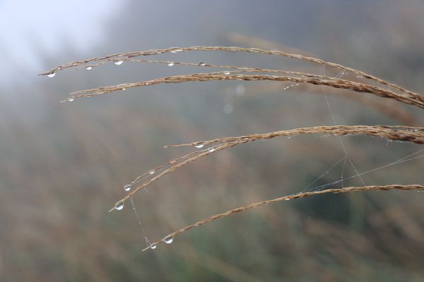 20171126 七星山雨露芒花212979