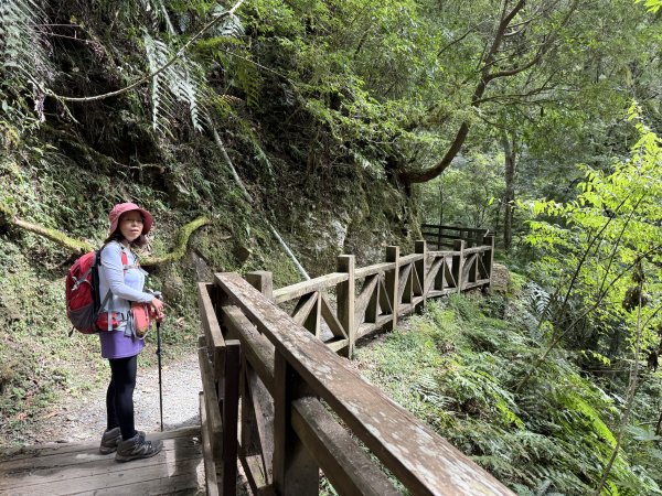 塔曼山 連走 拉拉山森林遊樂區 O繞 202510112923694