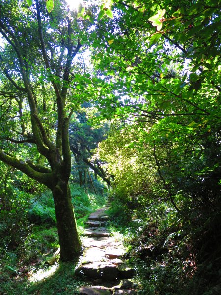 夏觀碧草如茵：頂山石梯嶺步道648271