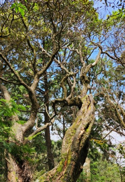 【中級山縱走】最美中級山，鳶嘴西稜縱走（鳶嘴山，醜崠山，長壽山）2741382