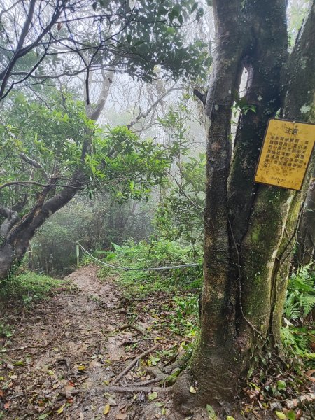 苗栗關刀山小百岳2649238