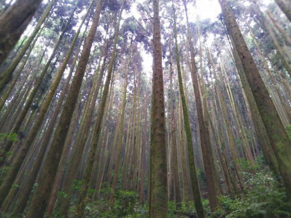 【台中。和平】綠蔭山林滿滿芬多精。大雪山林道 ~1860峰(長壽山)1425459