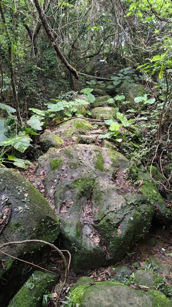 楊廷理古道2814624