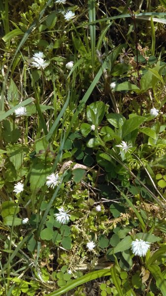 【臺北大縱走2】大屯山主峰、南峰、西峰914095