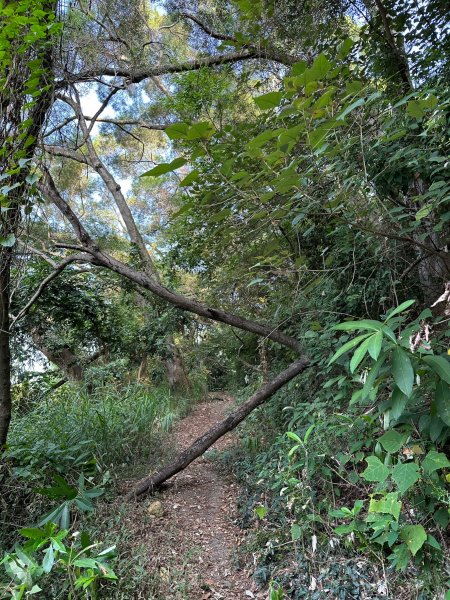 田中森林公園登山步道1889731