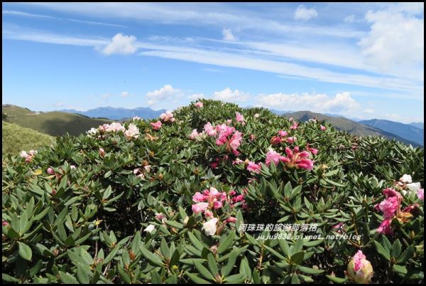 合歡東峰賞玉山杜鵑341033