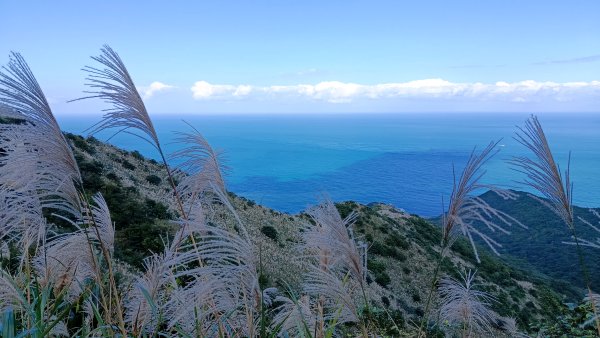 找一個晴天去爬山~金瓜石芒花之旅2962420