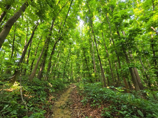 2025-04-21 茶頂山桃花心木步道2767814