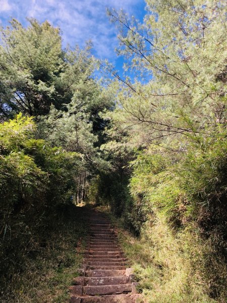 【眺望玉山群峰】鹿林山1806780