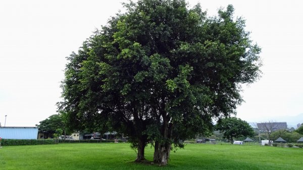 山佳荷花池2172757