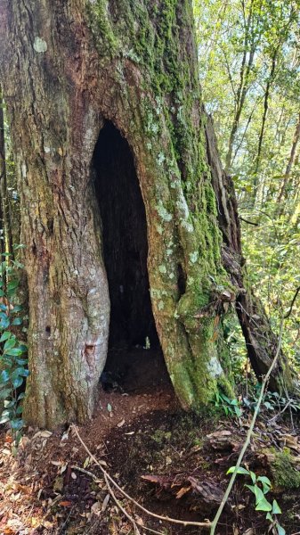 20250209橫沙笛鳶嘴醜肥大西稜O型2709380