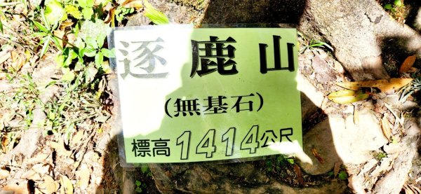 【中級山】與山毛櫸的邂逅，逐鹿山2742665