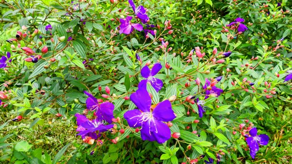 南港四小山。韓美磋2766474