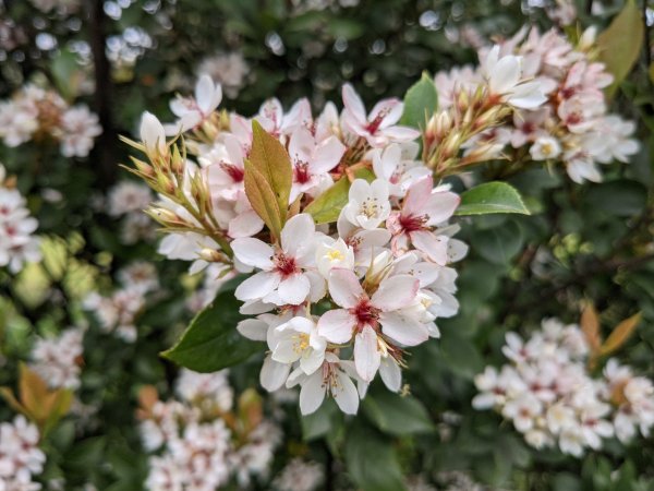 【活動】森林日來種樹！ 林務局贈苗採環保容器種植響應減塑