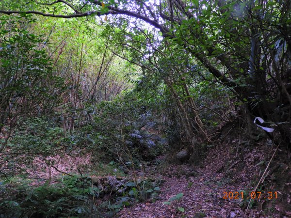 新北 貢寮 和美山(蚊子坑山)1432414