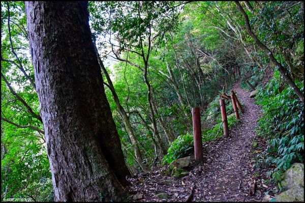 加里山 ~ 大坪經杜鵑嶺小O環走299902