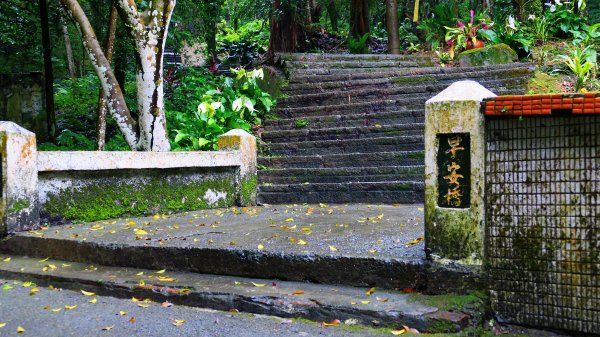 寶島波眼蝶3074050