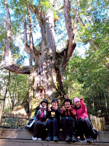 20260104司馬庫斯 &巨木群攀登2978854