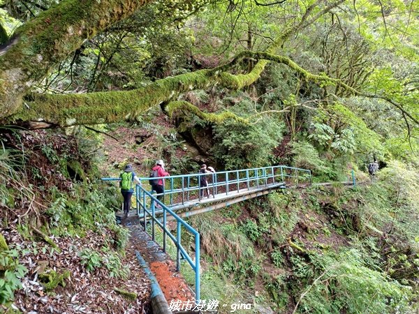 【嘉義縣阿里山鄉】避暑山林芬多精。 石山引水道步道、鹿林前山瀑布2280186