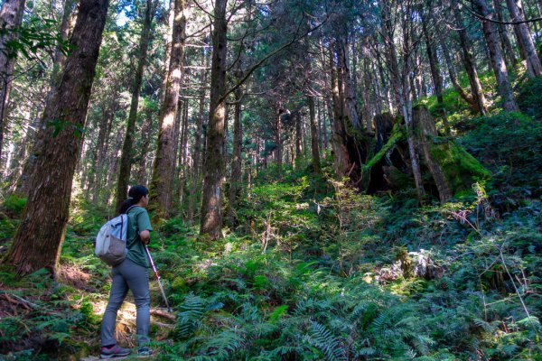 ❤ 清風拂過，樹葉閃爍， 晨光下享受「三星山」的悠靜