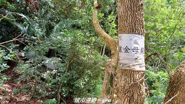 【南投草屯】蝴蝶紛飛可惜抵擋不了低海拔蚊子攻擊。 虎山步道x中興新村2856651