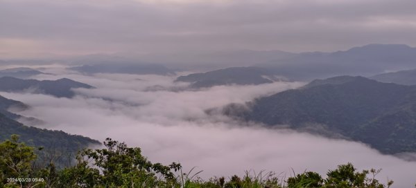 凌晨陽明山槓龜轉往翡翠水庫賞日出雲海，下午再度陽明山趴趴走3/28 #鐘萼木2465818