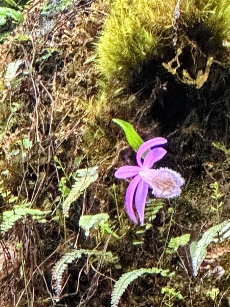 卡保石壁一葉蘭（耘夢谷上逐鹿山下O走）2809523