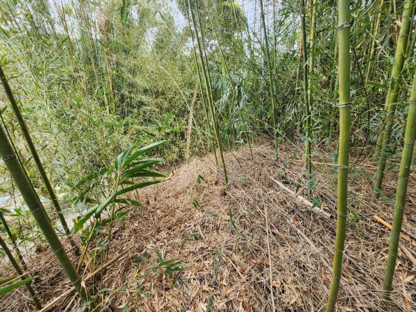 20260224雞隆山、八角林山、上果作園山3023634