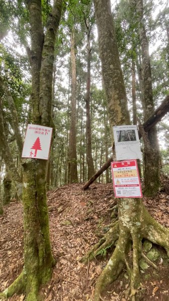 尖石🌳羅山林道野營-油羅山-竹苗小百岳3133075