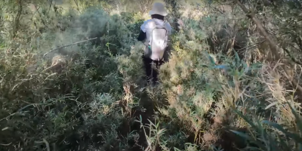 塔塔加五連峰2831429